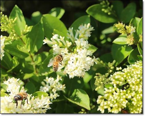 브라질그린프로폴리스 유래