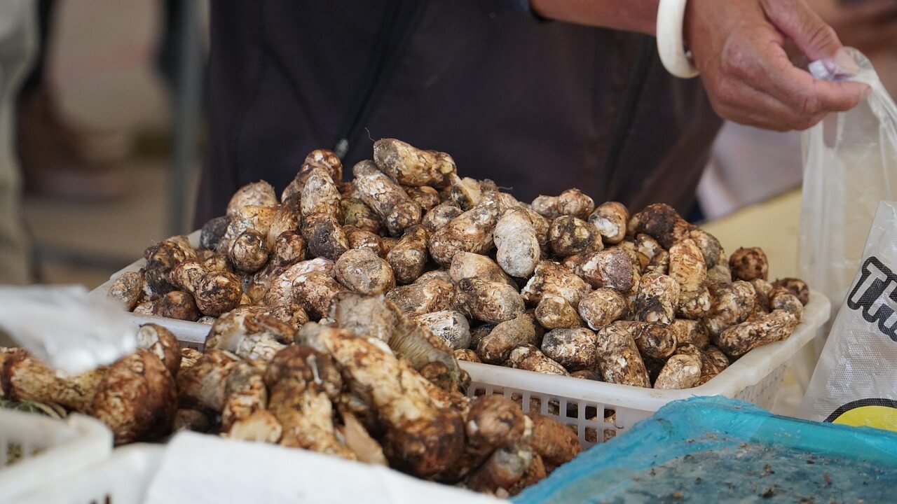 조선 임금의 별미로 진상된 강원도 평창 송이버섯