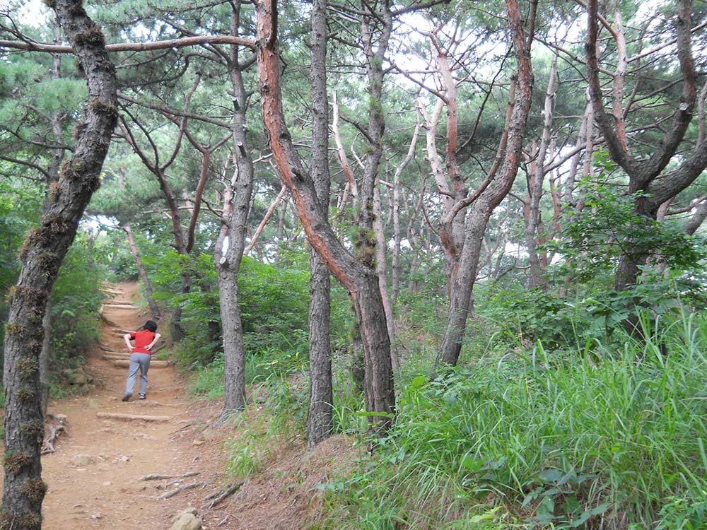 서대문구 안산자락길(AnsanJarakgil) 매미소리