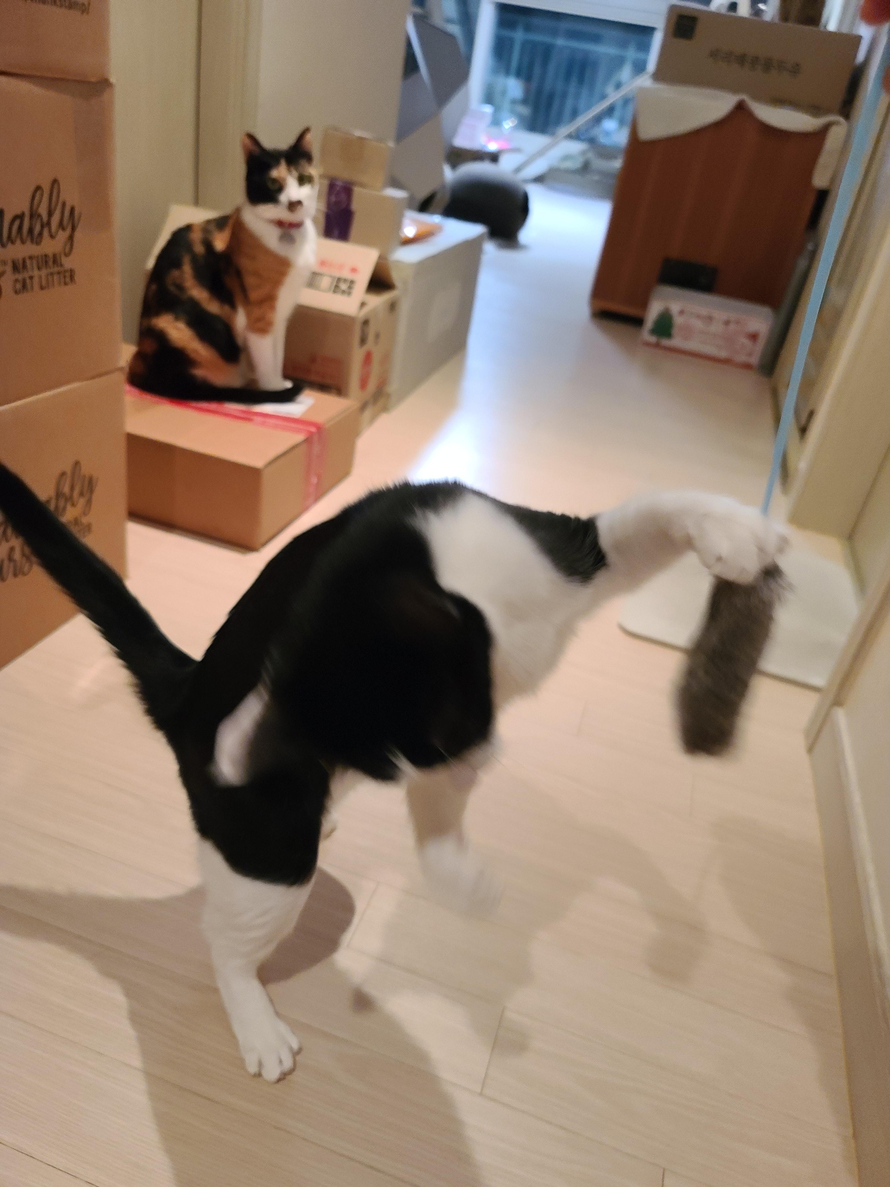 고양이 장난감의 기본! 오뎅꼬치를 샀다. 아홉마리고양이들의 오뎅꼬치 사냥.