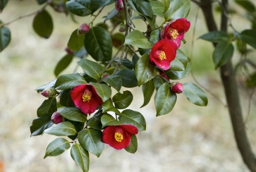 공효진·강하늘 주연 드라마 ‘동백꽃 필 무렵’ 인물·스토리 총정리