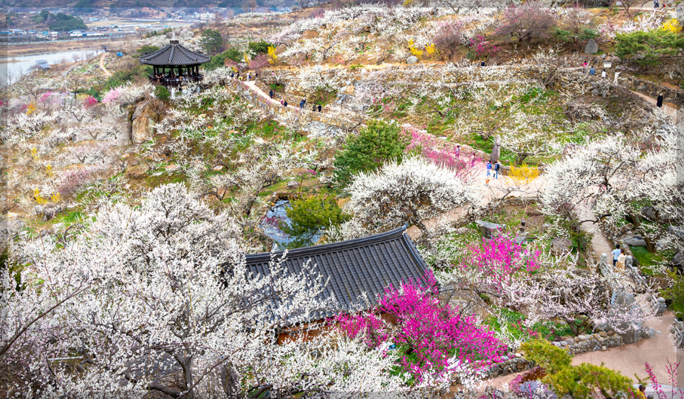 광양 매화축제