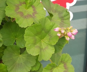 겨울 실외에서 피는 꽃