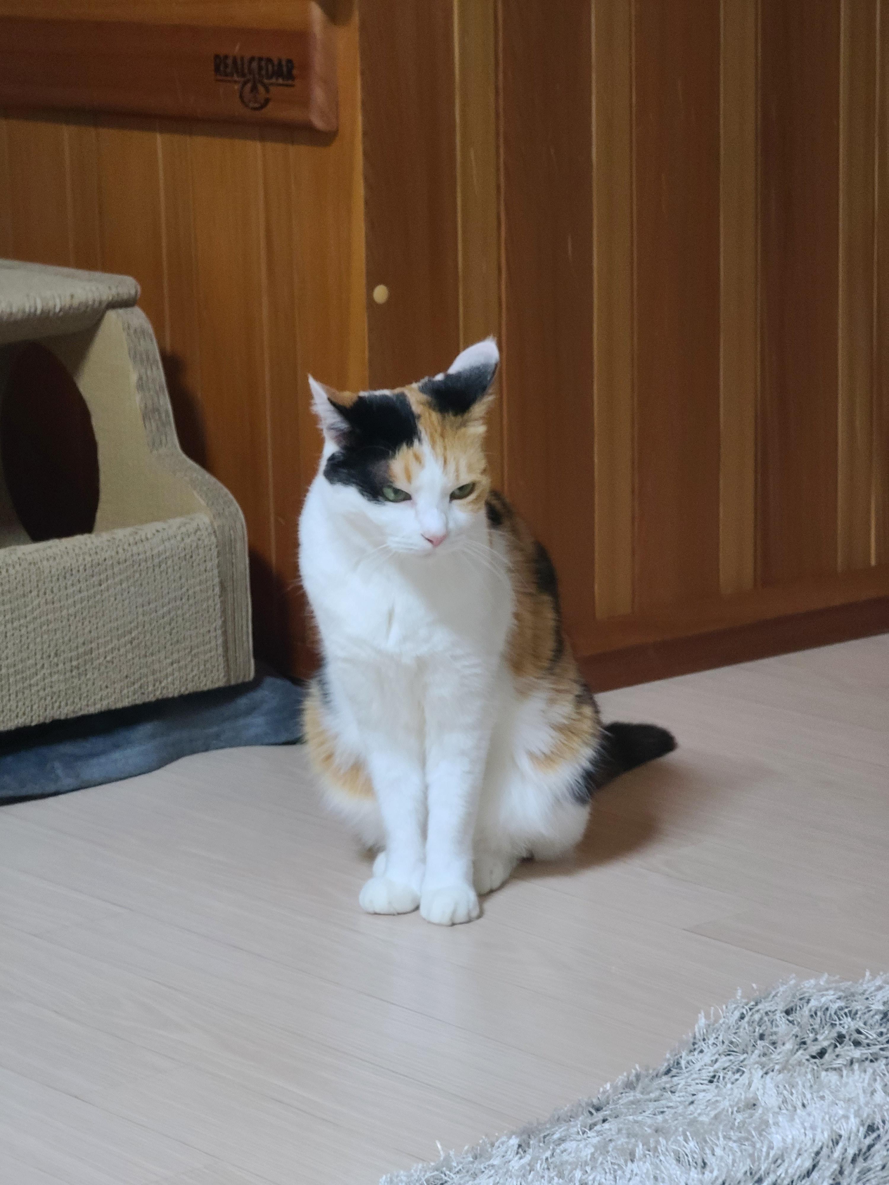 사차원 요미의 짧고 귀여운 이야기들