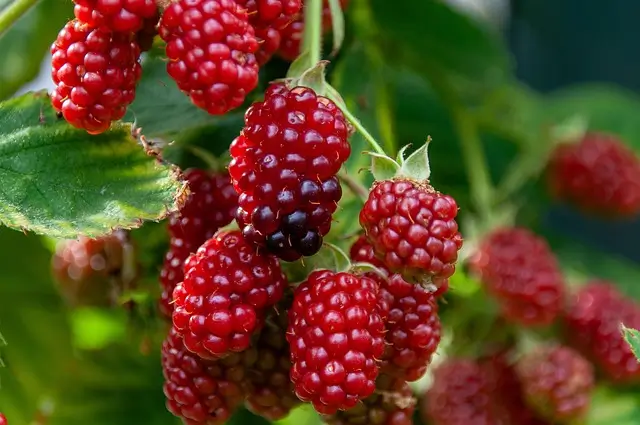 raspberry-8160472_640