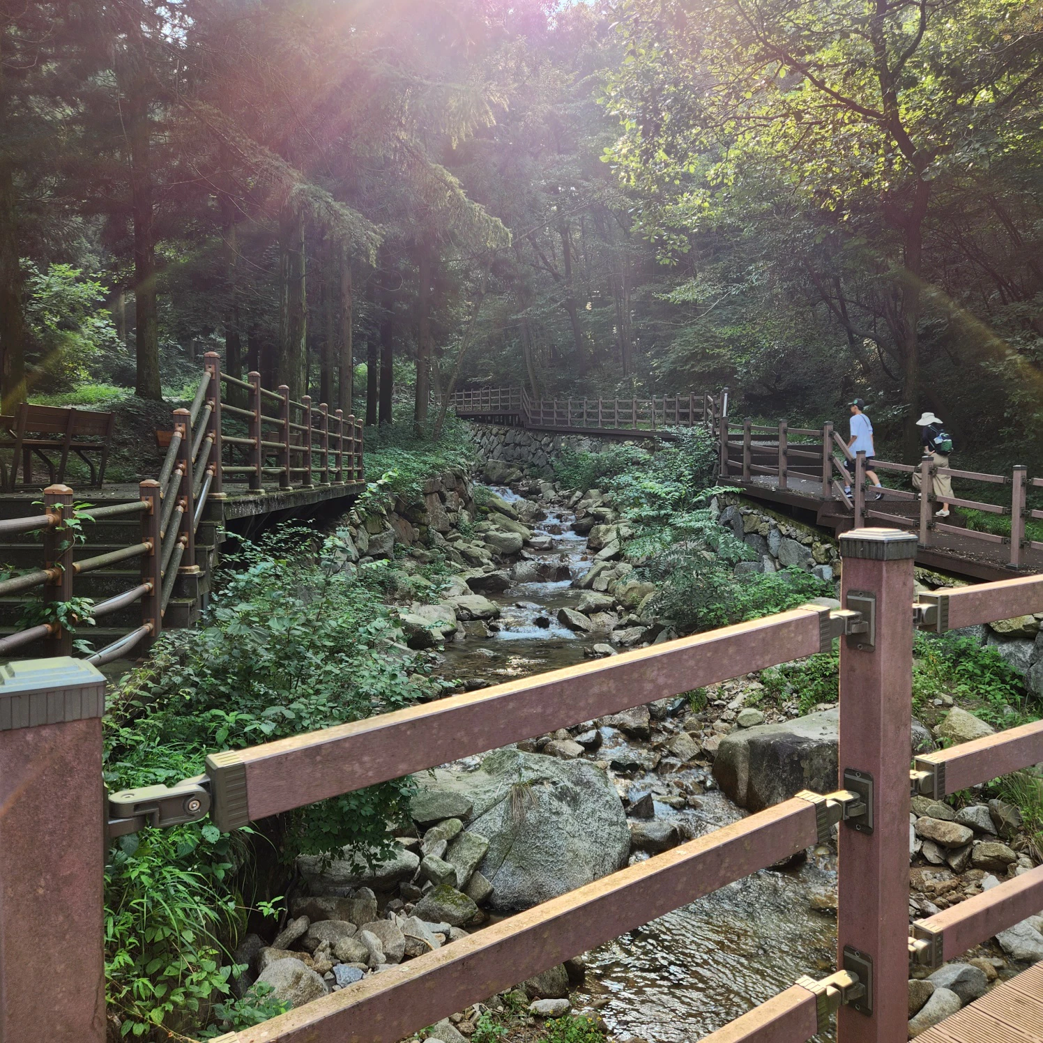 장성 치유의숲 오르는 길
