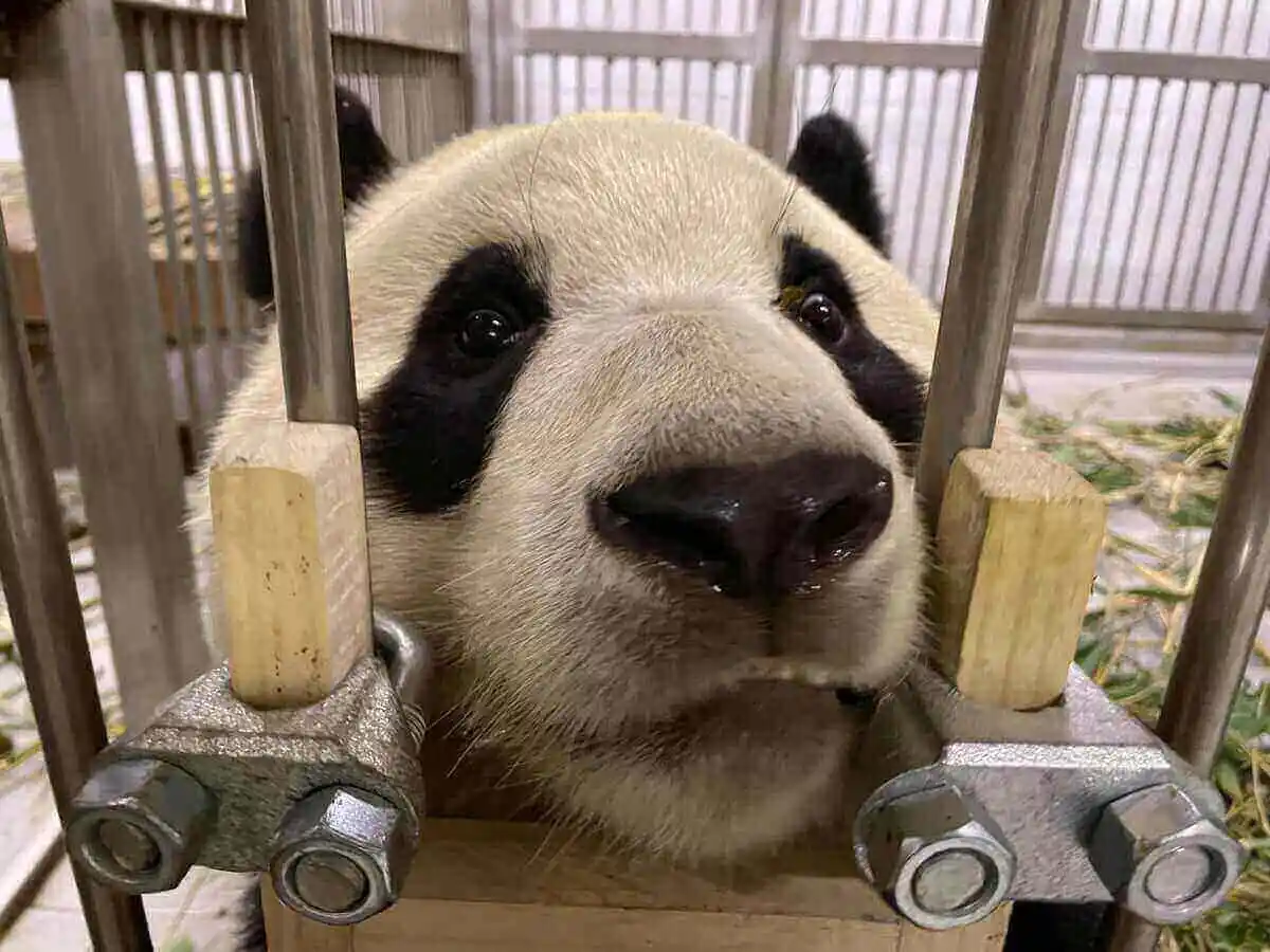 푸바오-반환-날짜