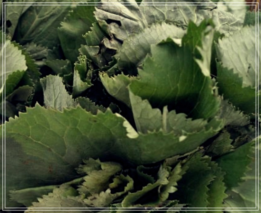 곰취의 효능에 대한 모든 것