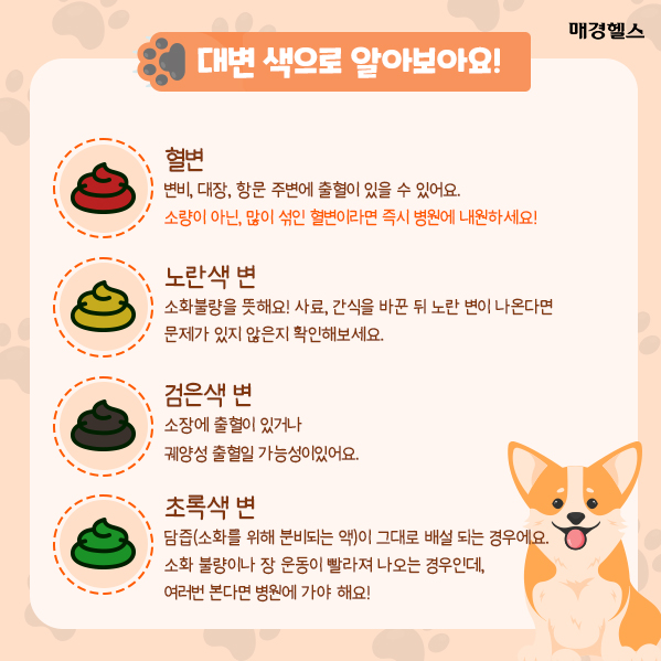 강아지 건강체크