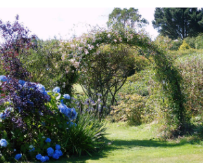 신안 도초도 수국축제
