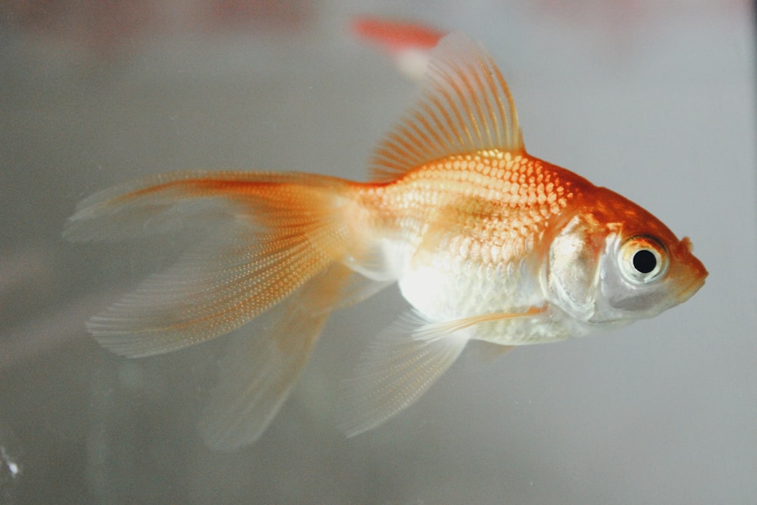 Krill