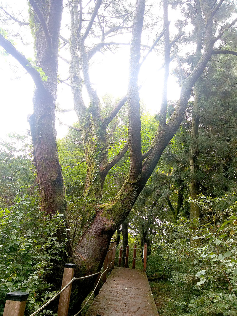 제주절물자연휴양림(Jeju Jeolmul Recreational Forest)