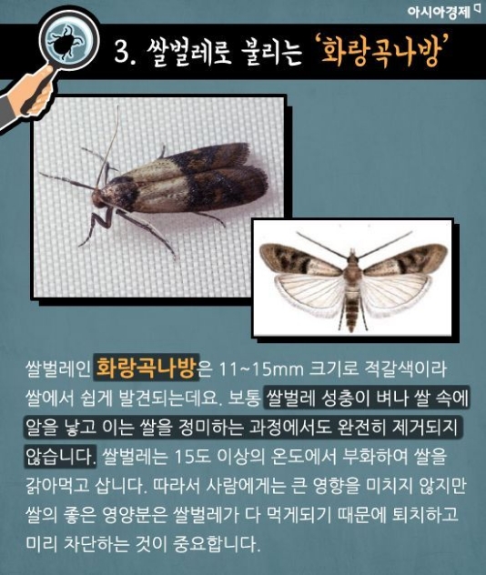 화랑곡나방 등 곡물 벌레의 번식 원리