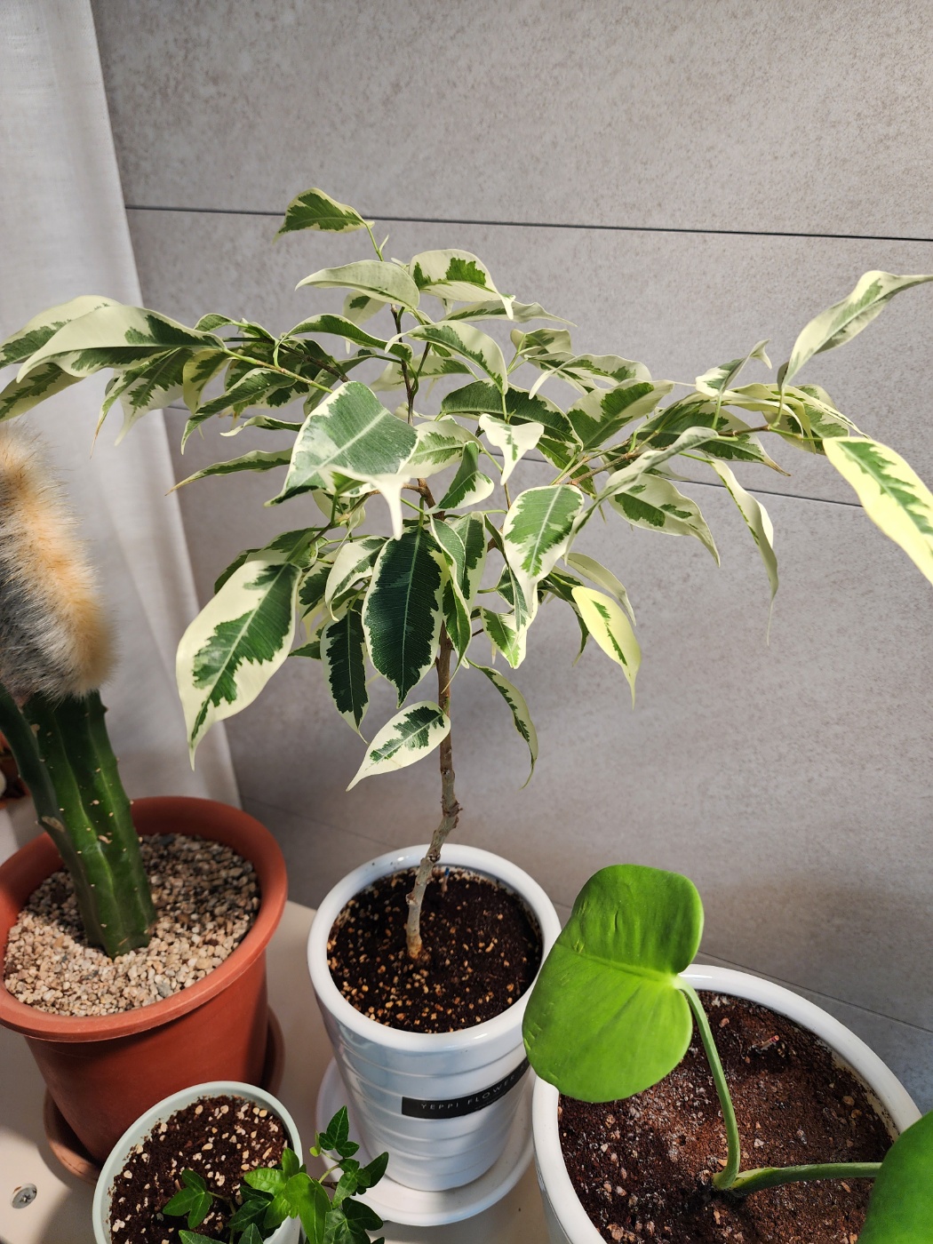 1년동안 넓어진 잎들과 풍성해진 수형의 무늬벤자민고무나무