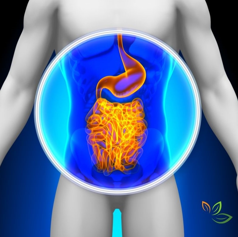 장 건강을 나타내는 의료 일러스트 - 인체 실루엣에 소화기관(위와 장)이 강조되어 표시된 3D 렌더링 이미지 via canva