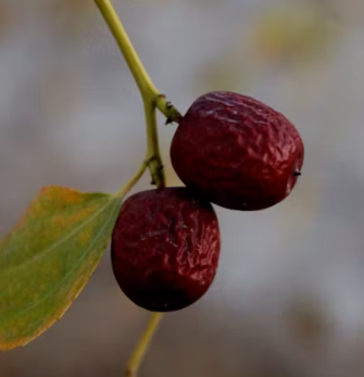 대추 효능과 부작용 고르는법 칼로리