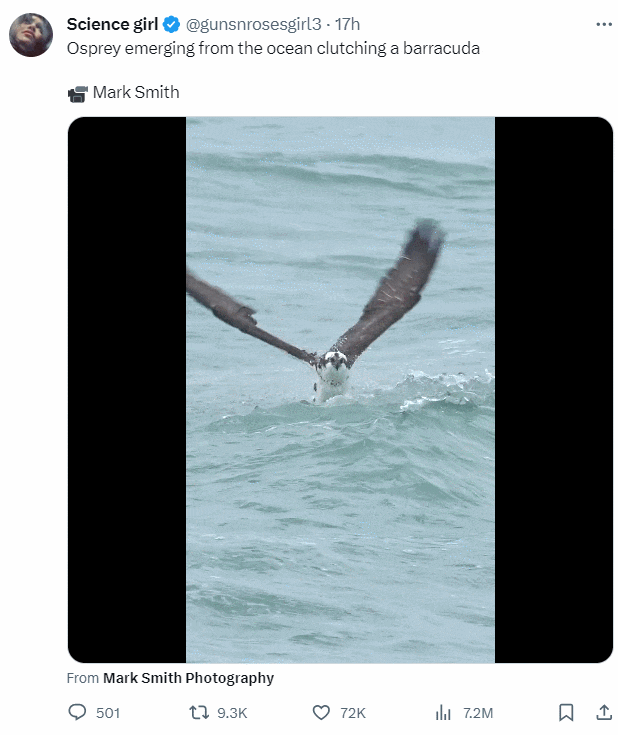 [심장주의] 강아지한테서만 볼 수 있는 것 ㅣ 오스프리의 사냥 VIDEO:My Heart Puppy ㅣ Osprey's hunting