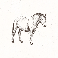 2024년 말띠 운세