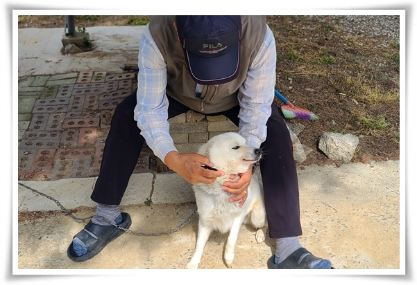 사용후기 "붐펫 프레시너" 안전성 테스트 완료된 천연탈취제, 냄새와 살균 걱정 끝!