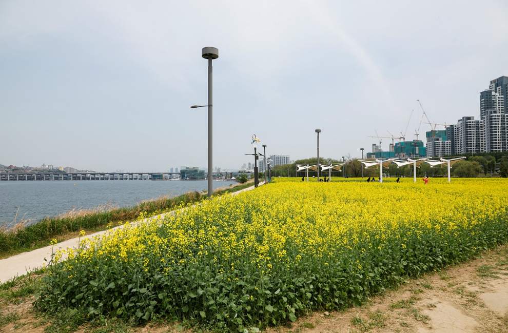한강 서래섬 유채꽃 축제