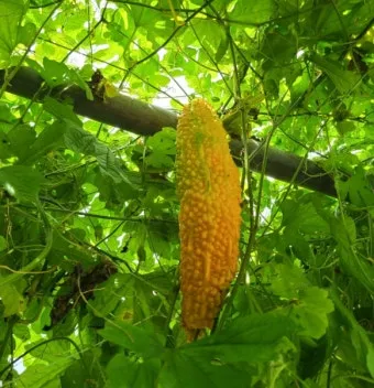 여주 가볼만한곳 베스트10 완벽 관광 가이드_14