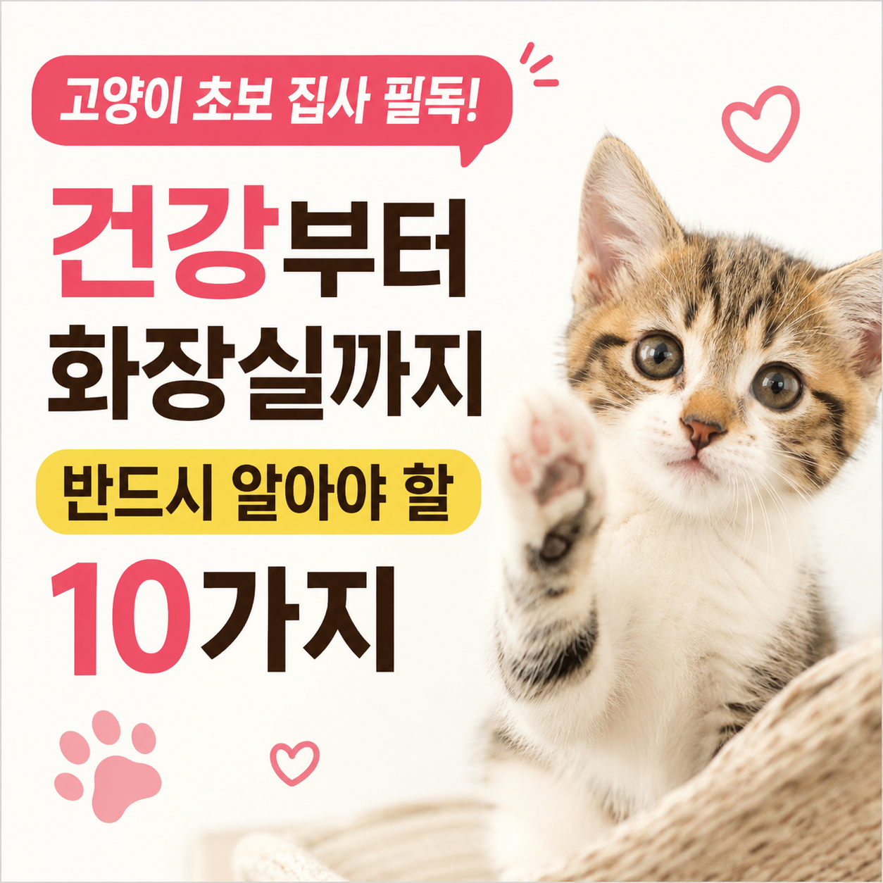 초보 집사가 가장 많이 하는 실수