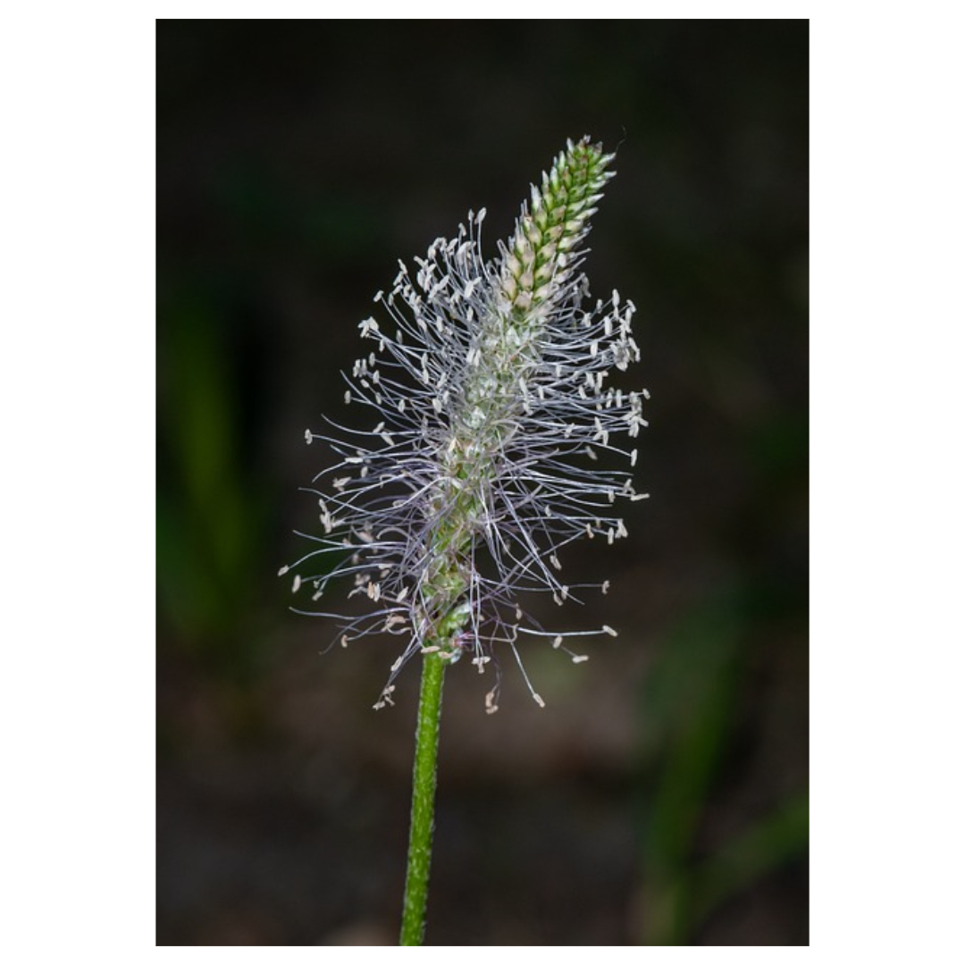 차전자피와 관련된 사진입니다.