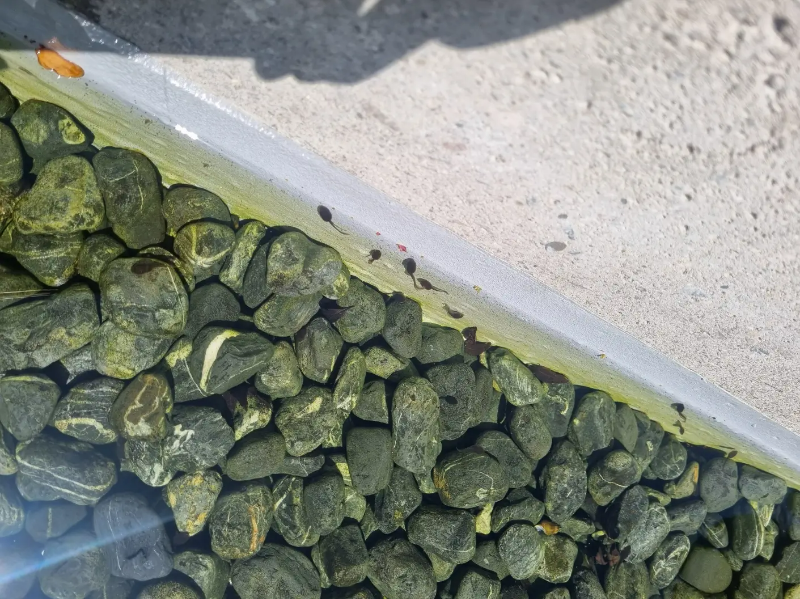 연못에-있는-올챙이들