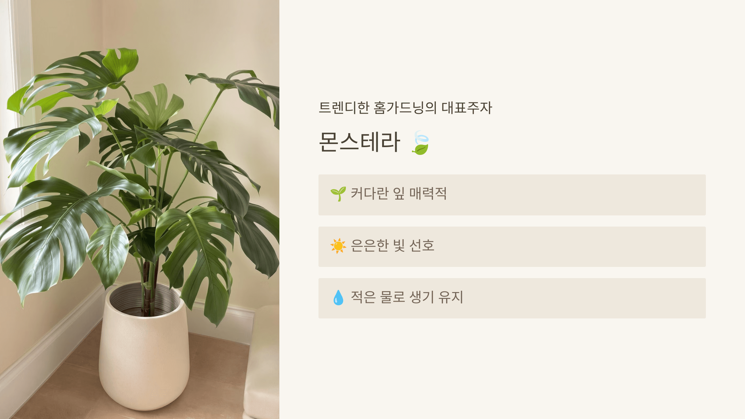 몬스테라
