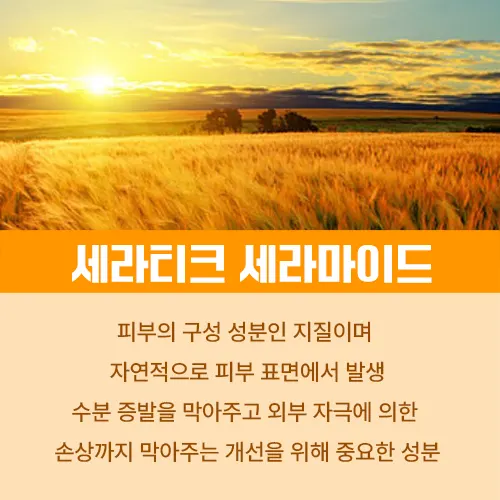 세라티크