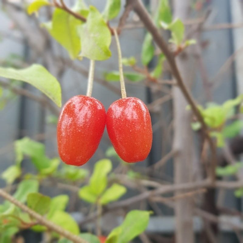 숙취해소와 간피로해소에 도움