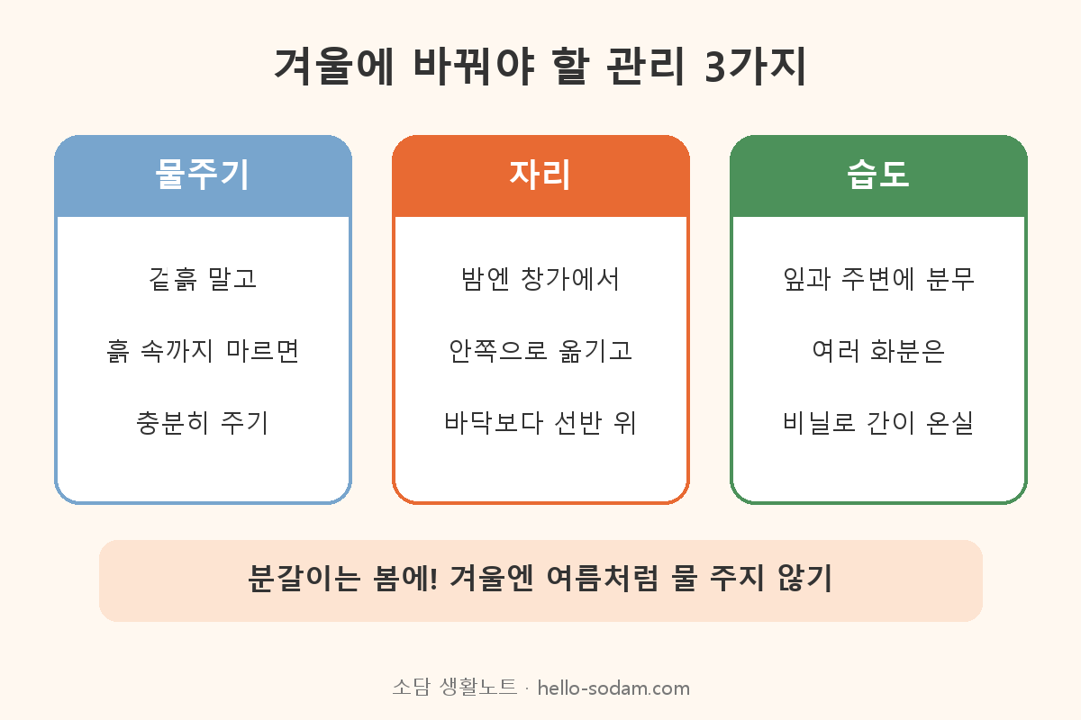 겨울 실내 식물 물주기 자리 습도 관리 바꿀 점 3가지 카드