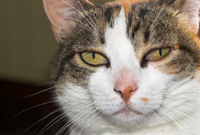 고양이에 기생하는 진드기 종류의 이미지 이미지