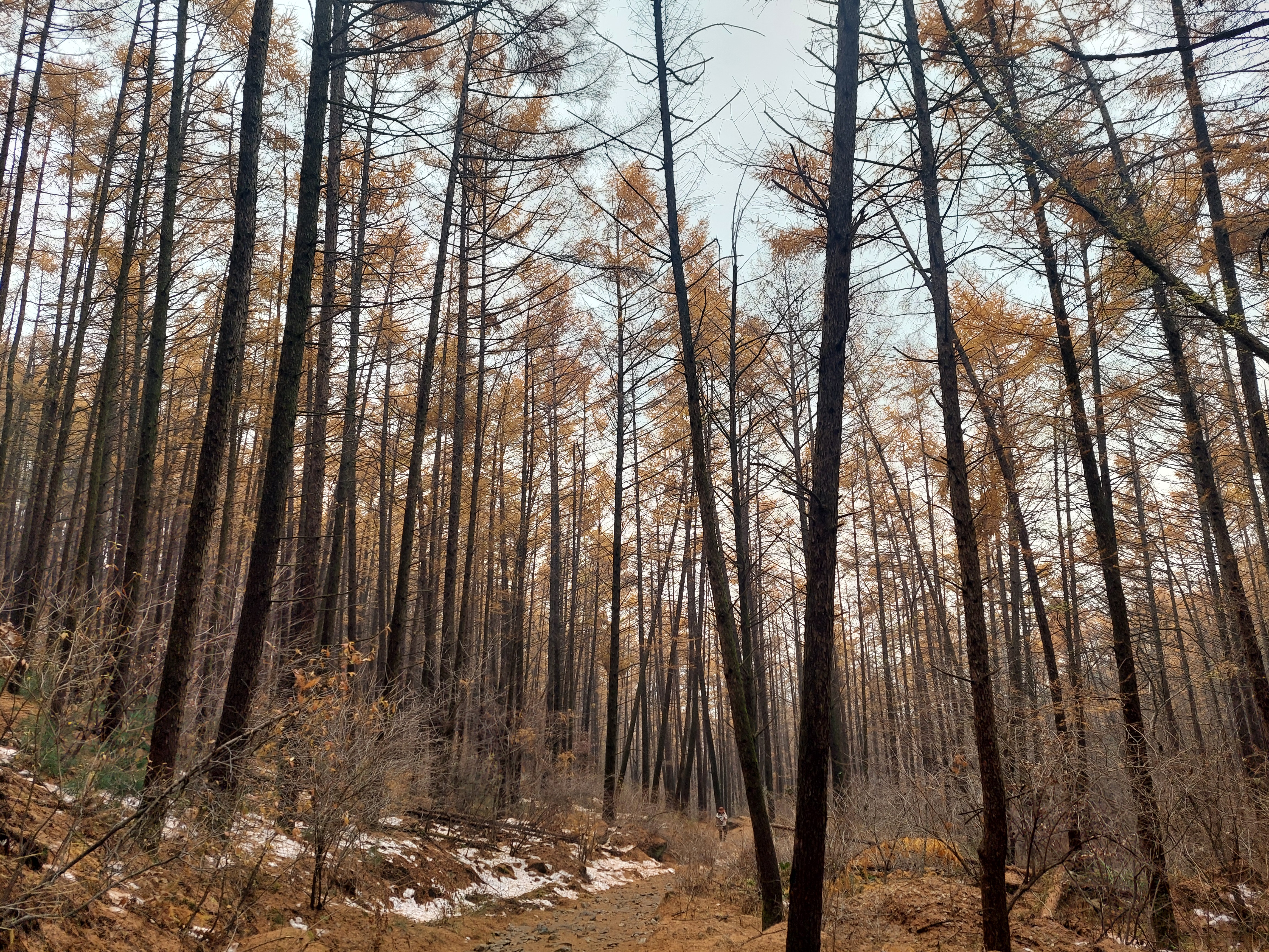 검단산