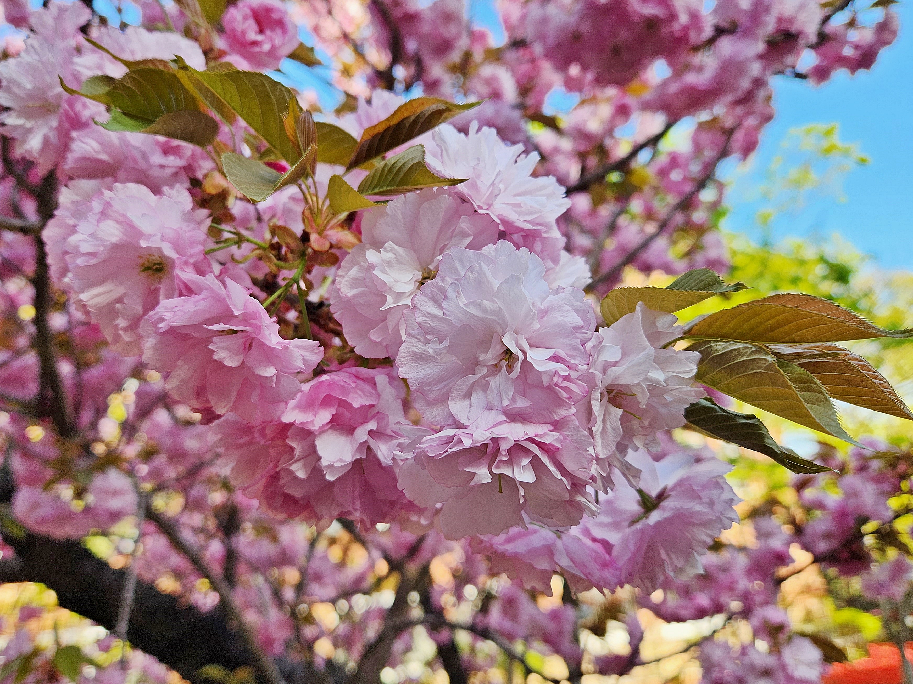 만첩개벚(만첩개벚나무)
