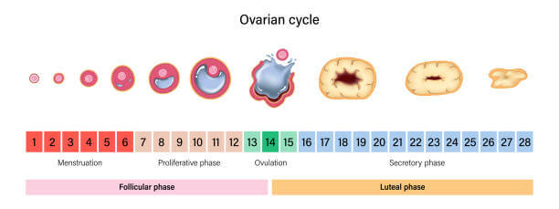 임신 가능일 계산 이런 방법을 아세요? 생리, 배란일을 계산하는 기준은 있지만 사람마다 조금씩은 다르게 계산을 하게 됩니다. 그건 생리가 불규칙해서 그러는데요~ 배란을 예측하는 방법이나 임신 가능일 계산을 알아볼까요~~