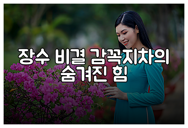 장수 비결 감꼭지차의 숨겨진 힘