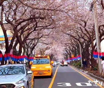 제주 벚꽃 명소 추천 아무도 모르는 명소_16