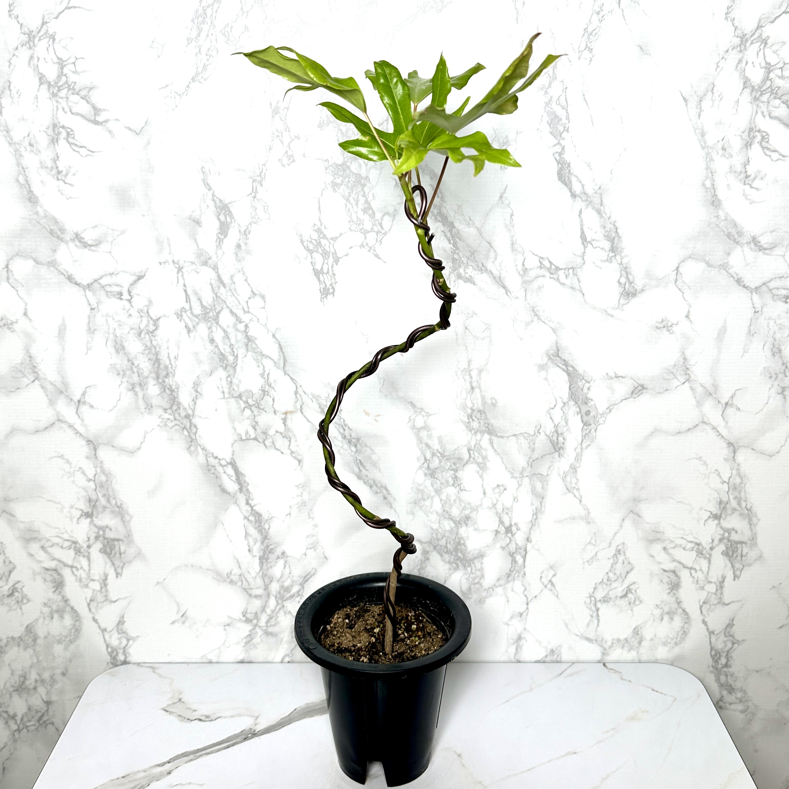 황칠나무 키우기