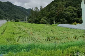 손해평가사 난이도 분석: 합격률·합격자 수·시험 구조 총정리