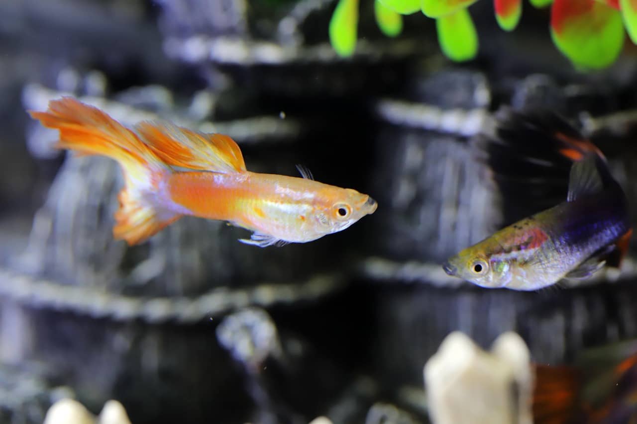 작은 어항 물이 자주 탁해지는 이유 7가지, 초보자가 꼭 알아야 할 관리 팁