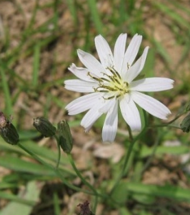씀바귀 효능과 부작용 먹는법 고르는법