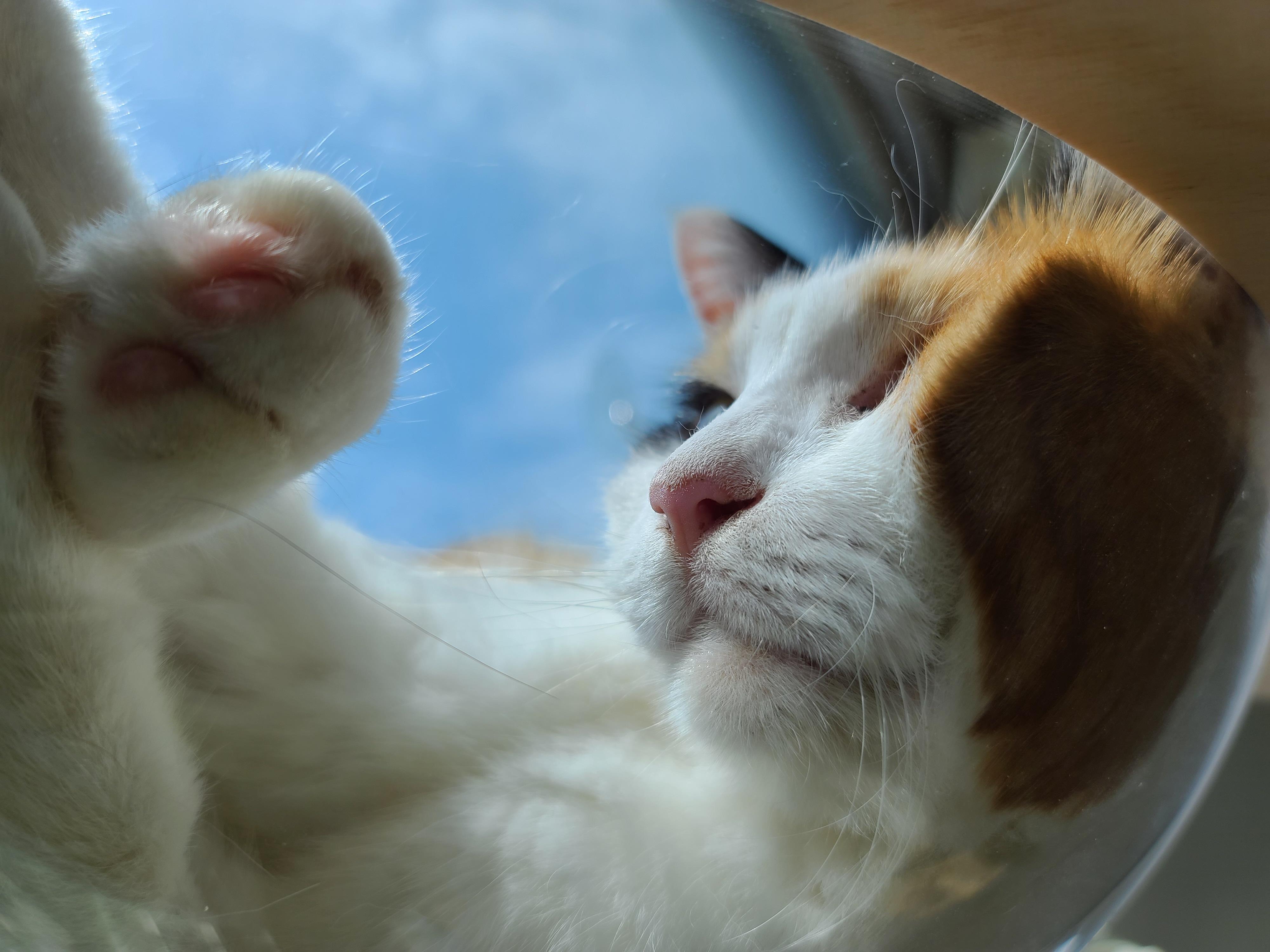 투명캣볼마니아 요미 (feat.잔뜩 눌린 볼따구)