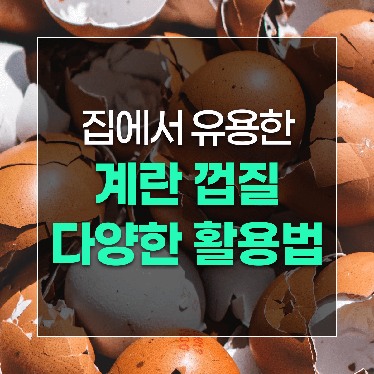 집에서 유용한 계란 껍질 다양한 활용법