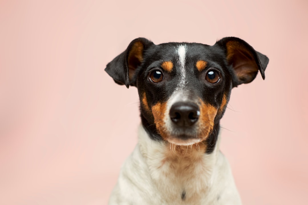Dog Grooming