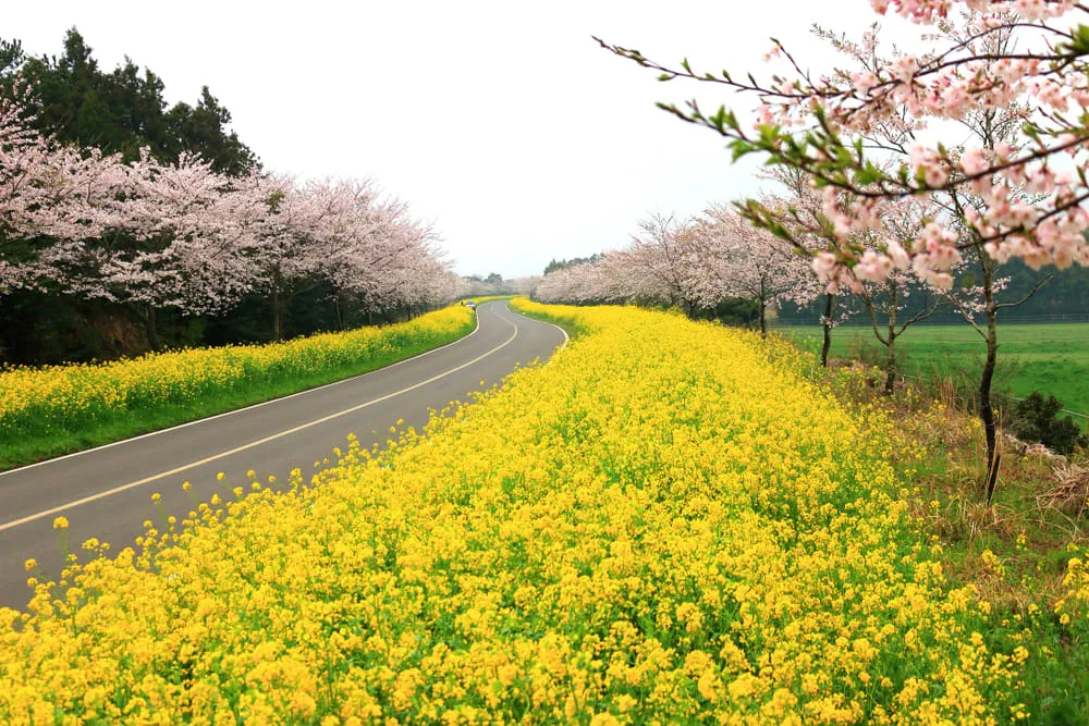 4월 봄 제주 가볼만한곳 명소 TOP 05 데이트 주말 나들이 추천