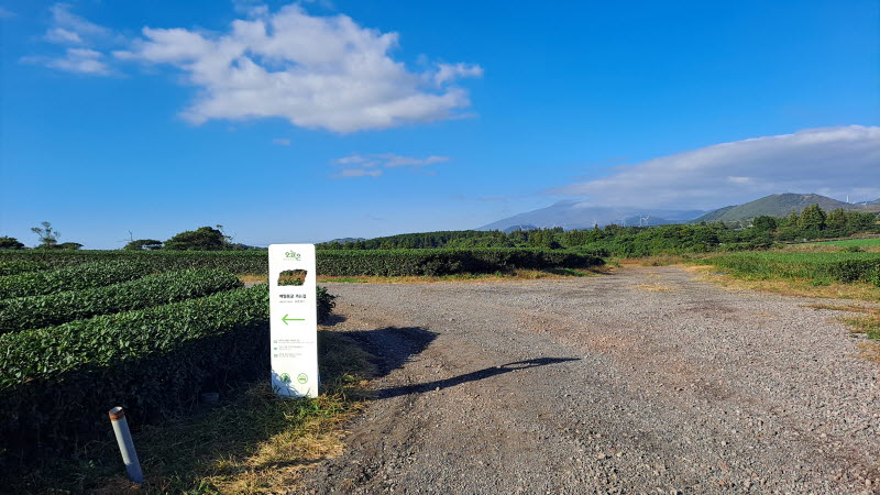 제주여행_성읍녹차마을