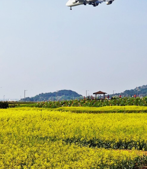 세계봄꽃여행지