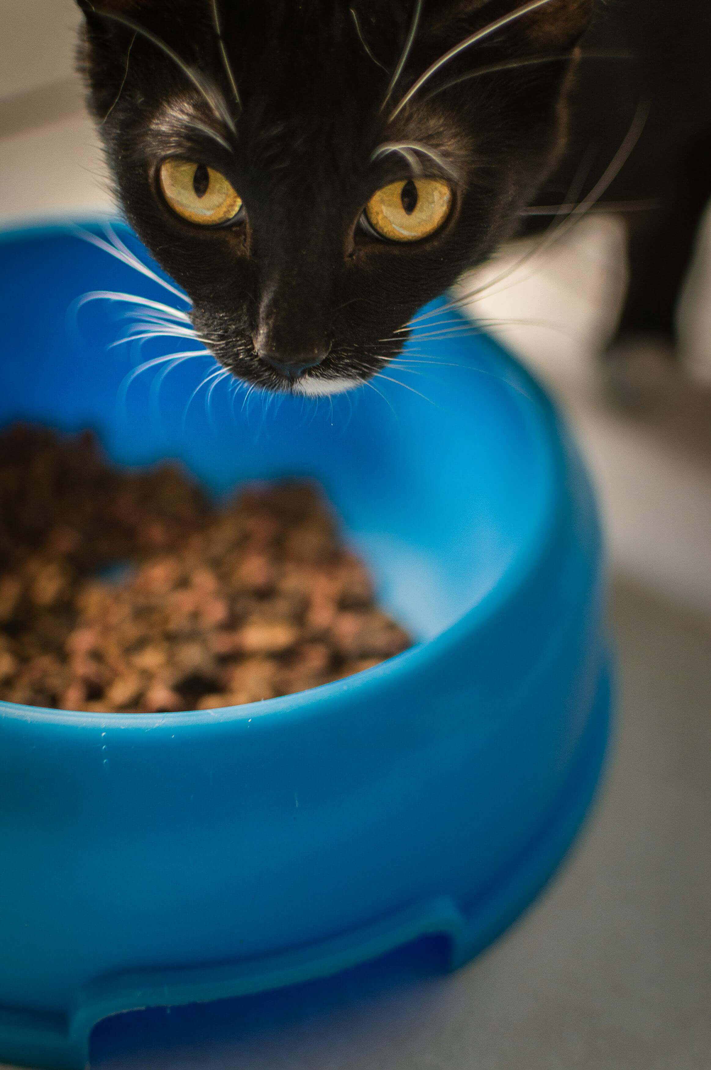 한국 펫푸드 시장 재편 시작|2026 점유율·브랜드별 성장률 분석