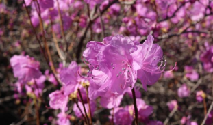 2025년 진달래 개화시기